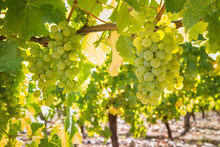 Closeup Of Ripe Sauvignon Blanc Grapes Hanging On Vine In Vineyard At Harvest Time