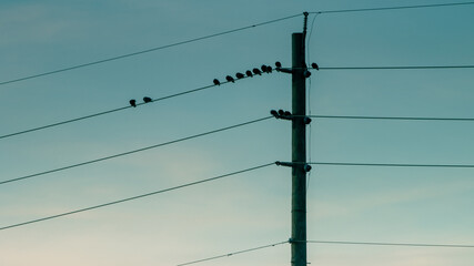 sillhouette of birds on a power line against a blue cloudy sky