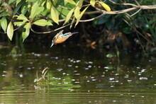 Common Kingfisher In The Pond