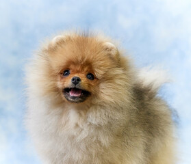 Wall Mural - portrait of pomeranian spitz puppy