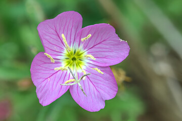 Wall Mural - Pink Evening Primrose (Oenothera speciosa)