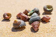 Close Up Of A Collection Of Small Conical Shells Lying On A Beach