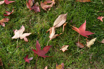 Wall Mural - Autumnal fallen leaves of a Japanese Maple tree in East Grinstead