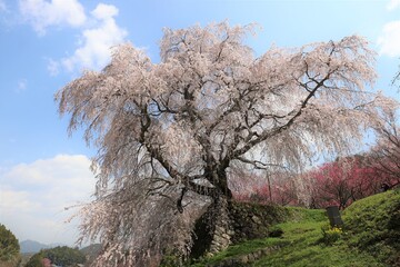 Poster - 奈良県　満開の又兵衛桜