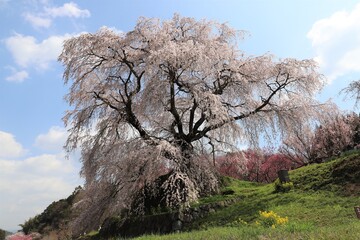 Poster - 奈良県　満開の又兵衛桜