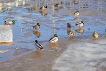 Ducks On Melting Ice On The Spring River.