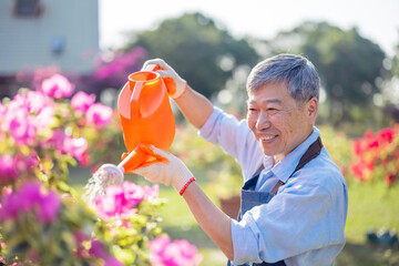 Poster - senior man watering the garden