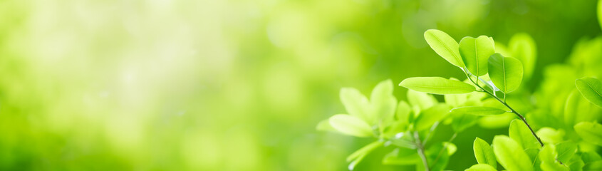 Closeup of beautiful nature view green leaf on blurred greenery background in garden with copy space using as background cover page concept.