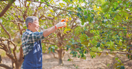 Wall Mural - senior man pruning trees