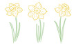 Set of yellow daffodil flowers isolated. Hand-drawn vector illustration.
