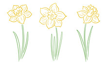 Set Of Yellow Daffodil Flowers Isolated. Hand-drawn Vector Illustration.
