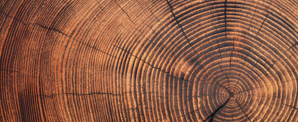 saw cut texture with annual rings and cracks. old tree stump as background
