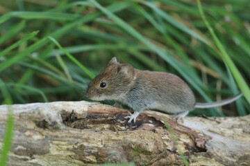 Poster - bank vole is looking for something to eat. Myodes glareolus.