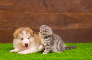 A fluffy Malamute puppy lies next to a tabby Scottish kitten on the backyard lawn of a house. The kitten scratches the puppy's paw on the nose to play with it