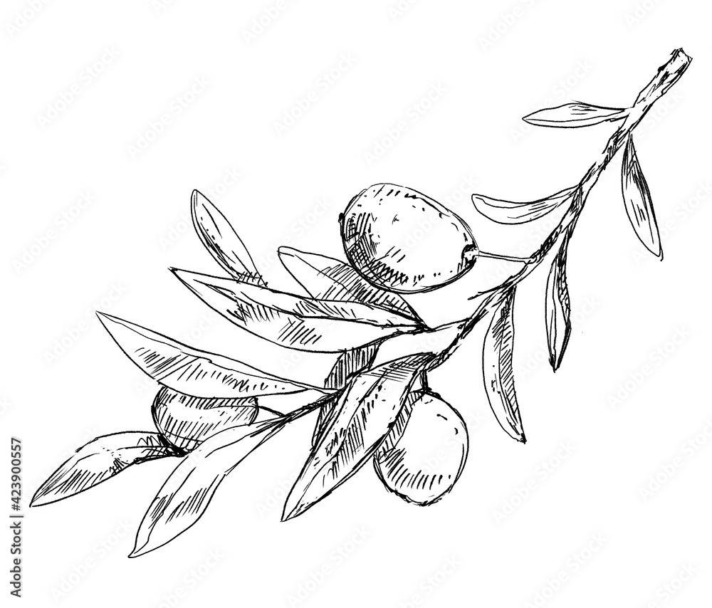 Olive tree branch with leaves and berries, pen drawing Stock ...