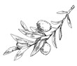 Olive tree branch with leaves and berries, pen drawing 
