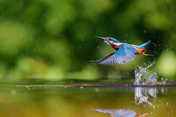 common kingfisher (alcedo atthis) flying away with a fish after diving for fish in the forest in the