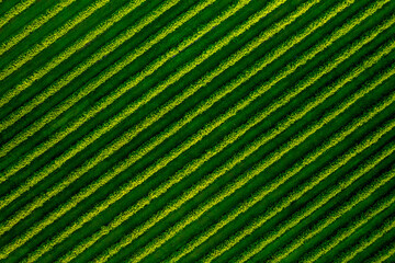 Poster - Spectacular top view of row blackcurrant bushes.