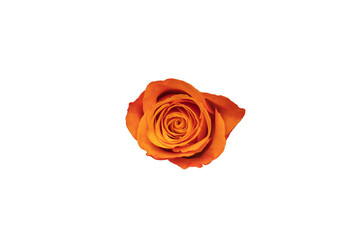 Sticker - Orange Rose Bud Isolated On White Background