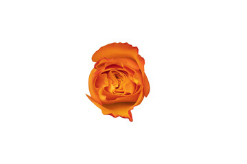 Poster - orange rose bud isolated on white background. beautiful flower for design