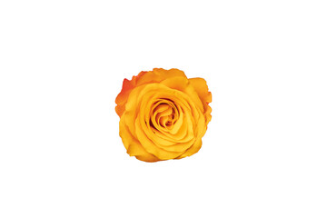 Poster - orange rose bud isolated on white background. beautiful flower for design. view from above