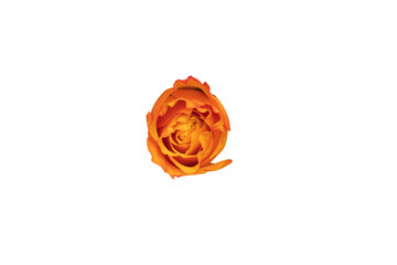 Poster - orange rose bud isolated on white background. beautiful flower for design. view from above