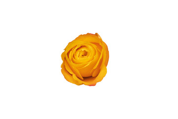 Poster - orange rose bud isolated on white background. beautiful flower for design. view from above