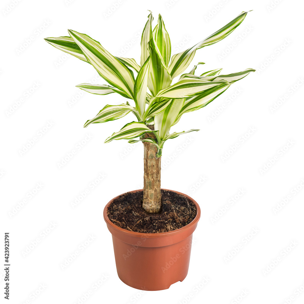 dracaena fragrans solated on white background. Green houseplant in a pot.  Dracaena fragrance Yellow Coast Stock Photo | Adobe Stock
