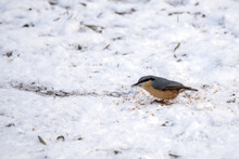 Nuthatch Eating Some Seed In The Snow