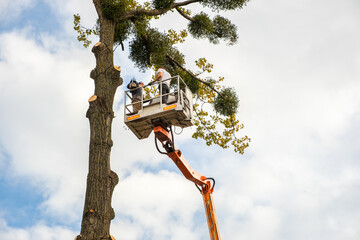 Two male service workers cutting down big tree branches with chainsaw from high chair lift platform.