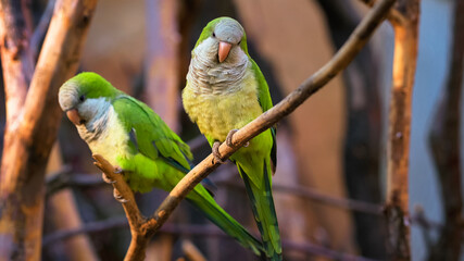 Two colorful amazon parrots sitting on a branch