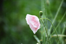 Single Tender Pink Poppy On A Green Blurred Natural Background. Pink Poppy Close-up With Dew Drops. Poppy Flower With Space For Text. Floral Background With Copyspace.