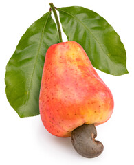 Wall Mural - fresh cashews and cashew nut with leafs on a white background, fresh cashew nut on white background 