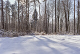 Fototapeta Na ścianę - Winter forest landscape with snow