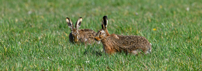 Wall Mural - Feldhase // European hare  (Lepus europaeus)