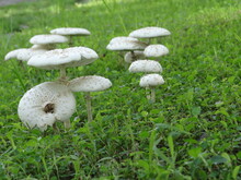 White Mushrooms On The Grass