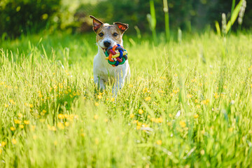 Wall Mural - Happy pet dog playing fetch game with toy ball at meadow within summer flowers and high grass on bright sunny day