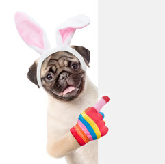 Poster - Pug puppy wearing easter rabbits ears points on empty white banner. Isolated on white background