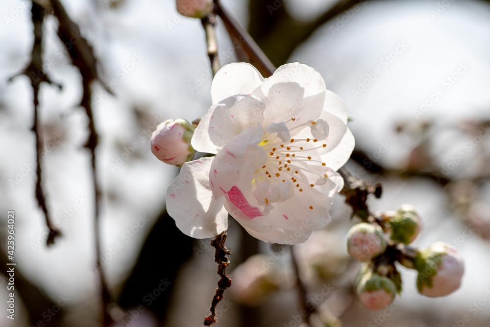 風景素材 鮮やかで綺麗なハナモモの花 Wall Mural 8maru