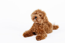 Studio Shot Of Young Adorable Maltipoo Pup Isolated On White Background. A Hybrid Between The Maltese Dog And Miniature Poodle With A Long Low Shedding Wavy Hair. Close Up, Copy Space.