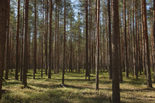 Coniferous Green Pine Forest Landscape In Summer