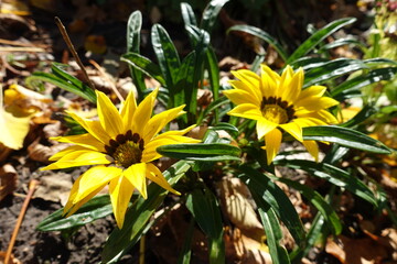 Two bright yellow flowers of Gazania rigens in mid October