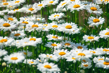 field daisies. many summer flowers in  meadow on sunny day