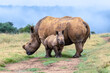 dehorned white rhino mother with small calf in the wild
