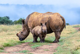 Fototapeta Sawanna - dehorned white rhino mother with small calf in the wild
