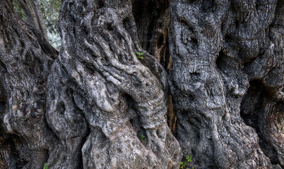 Bark of ancient olive tree with spooky shapes of hands and faces