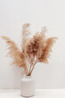 Pampas grass in a vase near white wall.