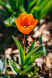 Fototapeta Tulipany - flowers