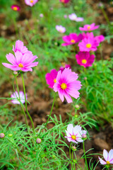 Sticker - Pink Cosmos Flowers in The Garden