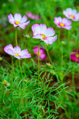 Sticker - Pink and White Colored Cosmos Flowers in The Garden